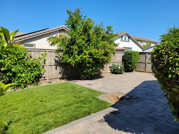 Spacious and paved backyard with lots of fruit trees - pomegranate, grapes, lemon