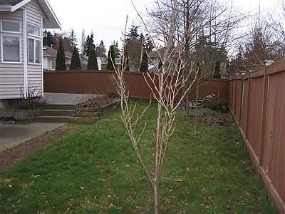 View of the backyard and patio area