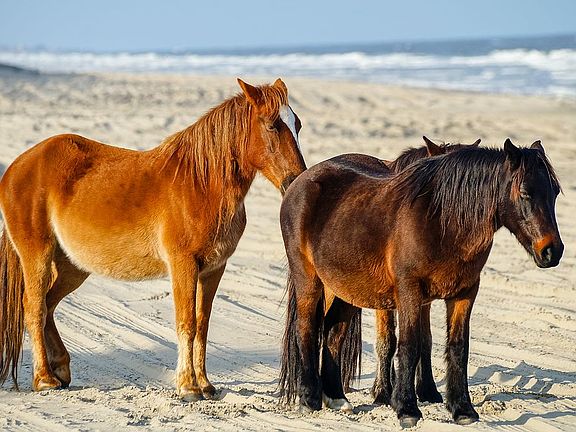 Horses on the beach 