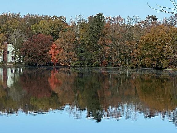 Pond view
