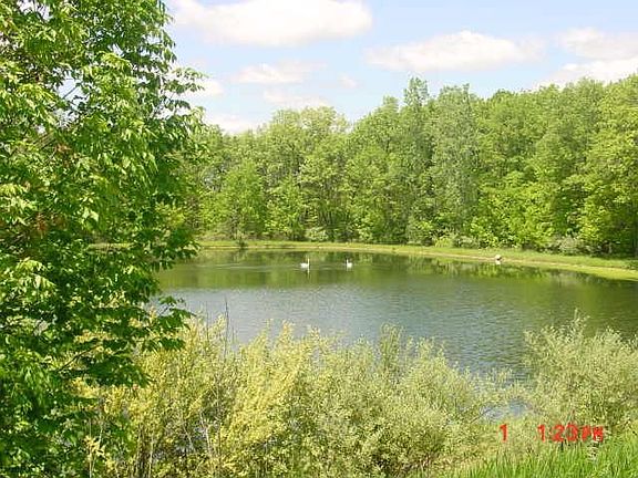Pond with Swans