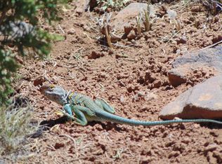 9024 Pinto Trl, Show Low, AZ 85901