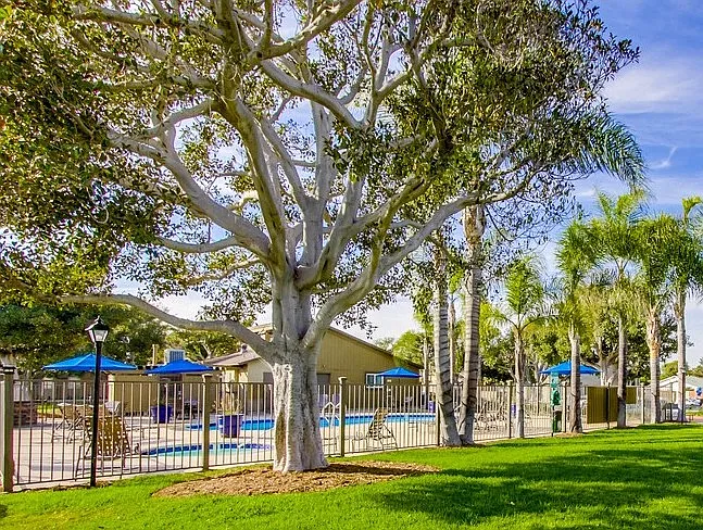 Mesa Village Apartments — Photo 6