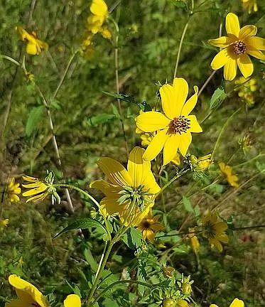 Flowers ready for you