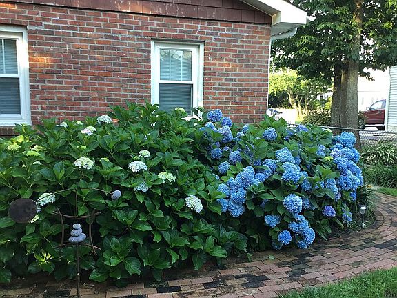 Hydrangea at back of house