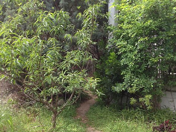 Peach tree in the wild yard
