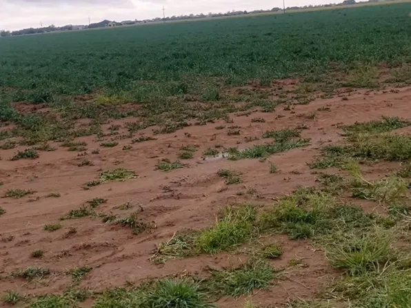 8003 County Road 6100, Shallowater, TX 79363