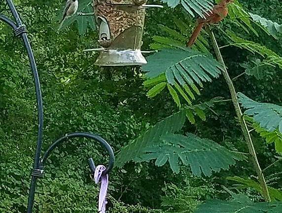 Beautiful rural living