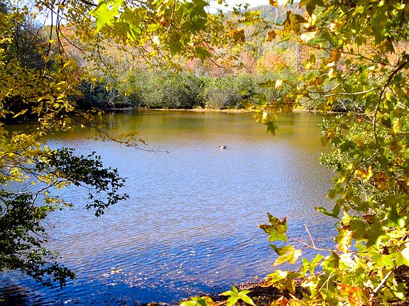 Trees surrounding lake