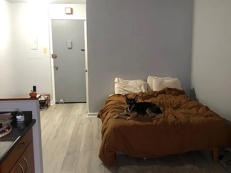 Dog not included with rental.