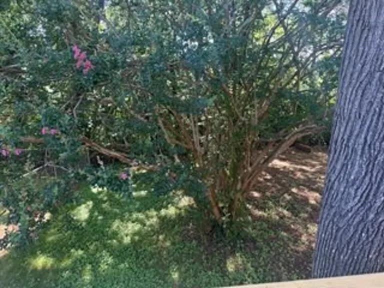 Large back yard