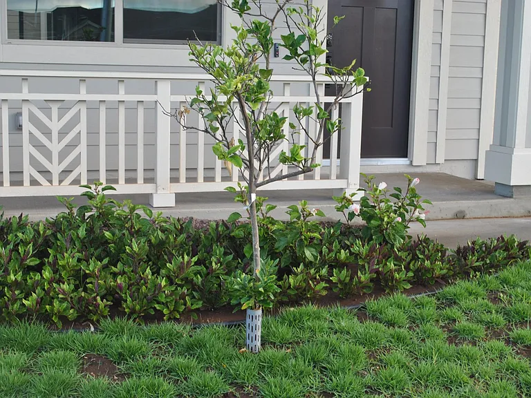 Fruit Tree