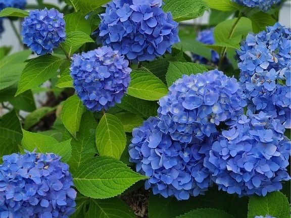 4th image of 7111 Brigham Rd