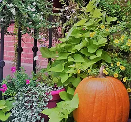 Rented by R New York