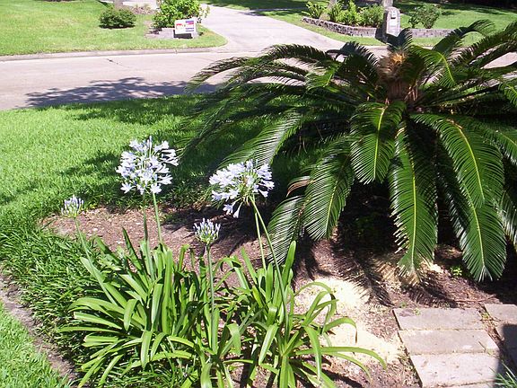 Front yard