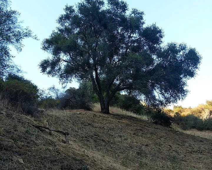 932 Old Topanga Canyon Rd — Photo 37