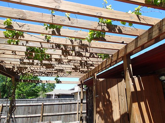 Poolside pergola (Grapes)