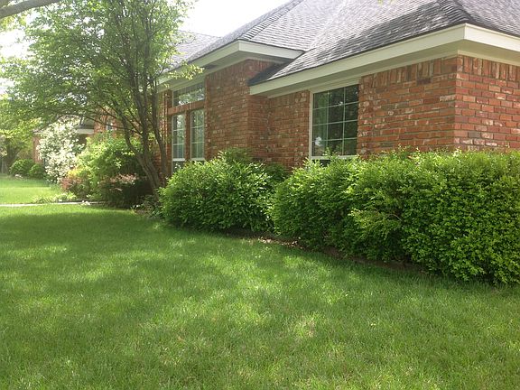 Foundation plants and shrubs