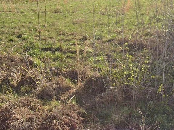 5th image of 3138 Christmasville Rd