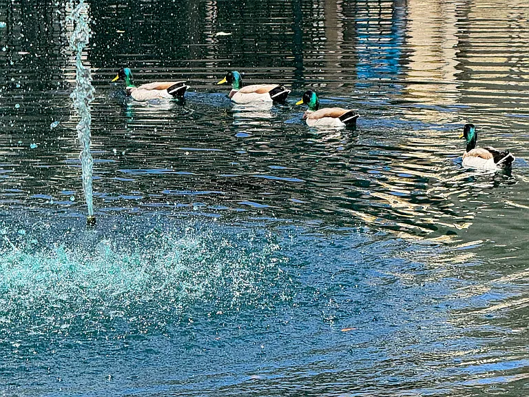 Please don't feed the ducks