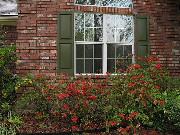 Azaleas