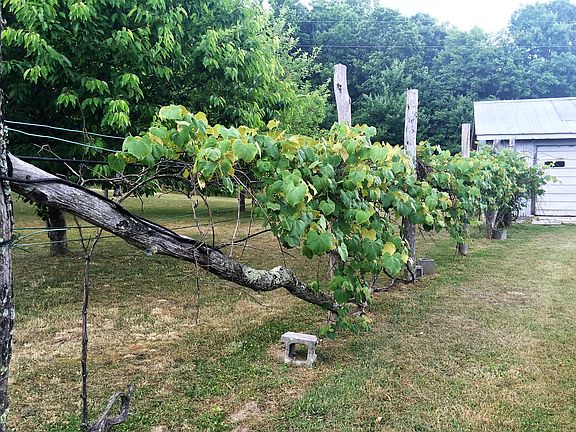 GRAPES