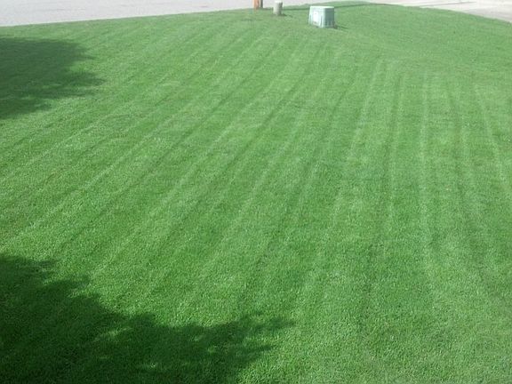 Zoysia Grass