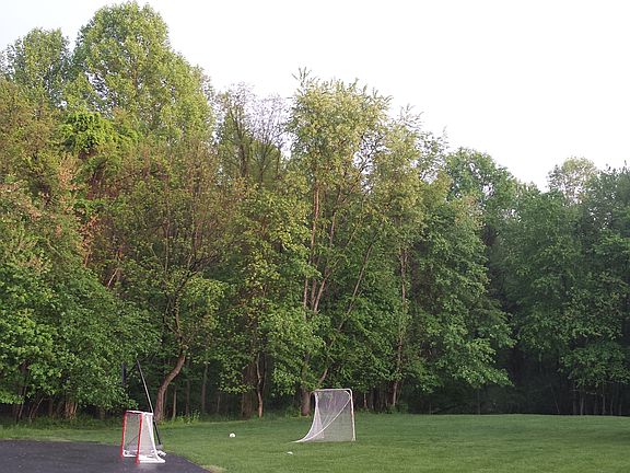 View of Woods