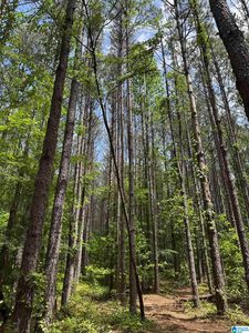 18 Presbyterian Church Rd #18, West Blocton, AL, 35184