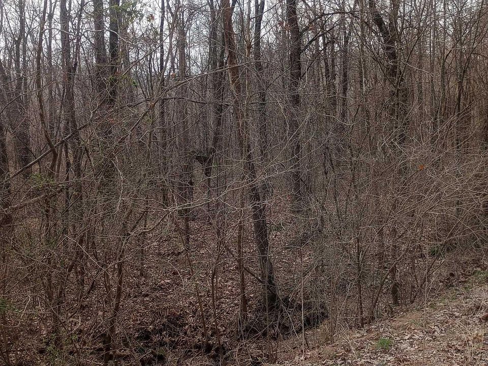 2nd image of 0 Coleman Morris Rd