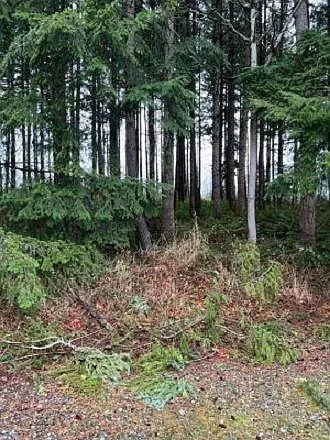 Forest is yours