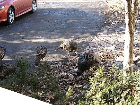 Some of the locals