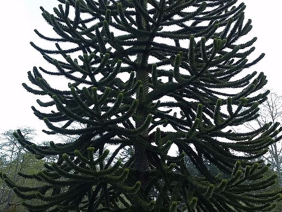 Beautiful monkey puzzle tree