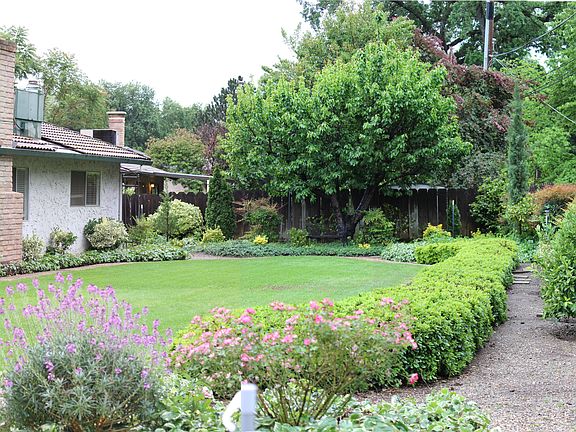 Backyard, cherry tree