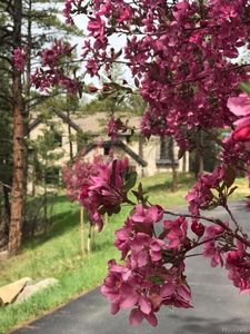 7077 Bear Dance Dr, Larkspur, CO, 80118
