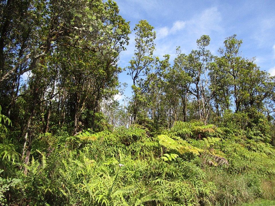 2nd image of Ohialani Rd Lot 58
