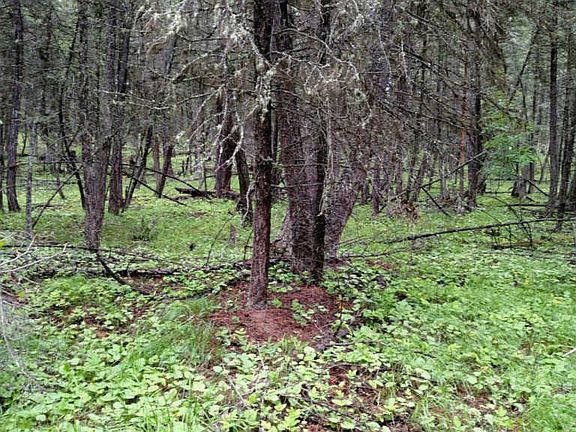 5th image of Nhn Sinclair Creek Road