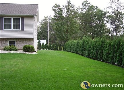 Front Side yard showing Arborvitae Tree Border