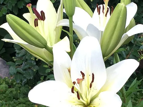 2625 E Kentucky Ave, Holladay, UT 84117