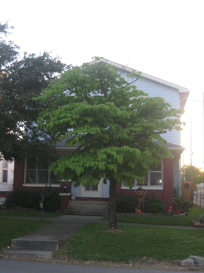 1617 N St photo 1