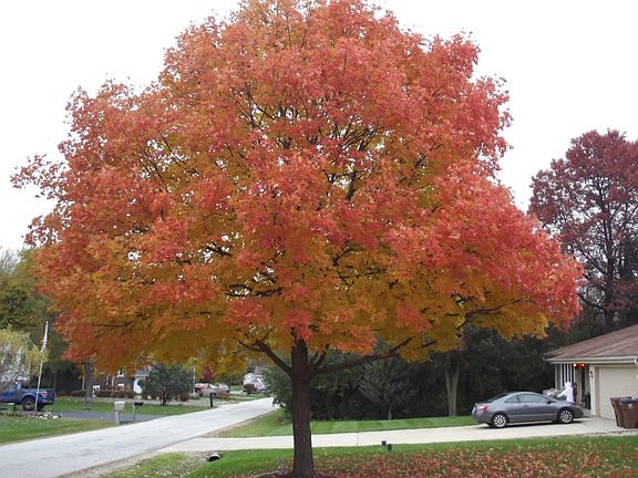 Silver maple, growing bigger.