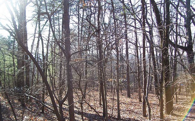 2nd image of 549 Mulberry Ln