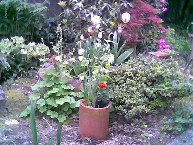 Springtime backyard 06