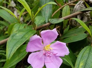 1082 Mayzee Rd, Pahoa, HI 96778