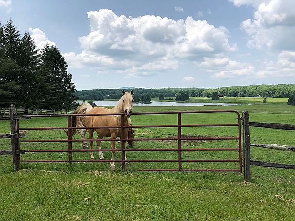 Property on lake with horses