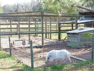 Pigs and Chickens