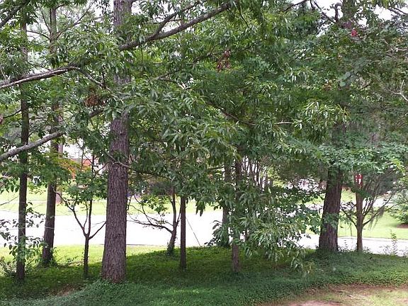 Side yard