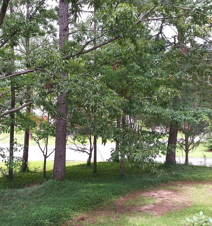 Side yard