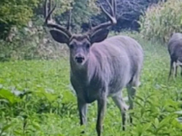 241072 SWISS LANE, Wausau, WI 54403