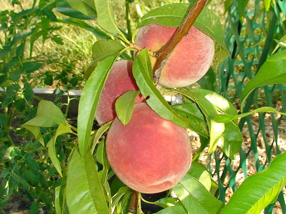 back yard peach tree